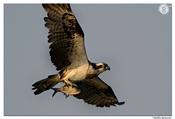 Osprey (Pandion haliaetus)_D4R8546