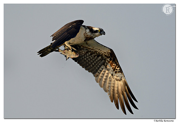 Osprey-(Pandion-haliaetus)_D4R8545