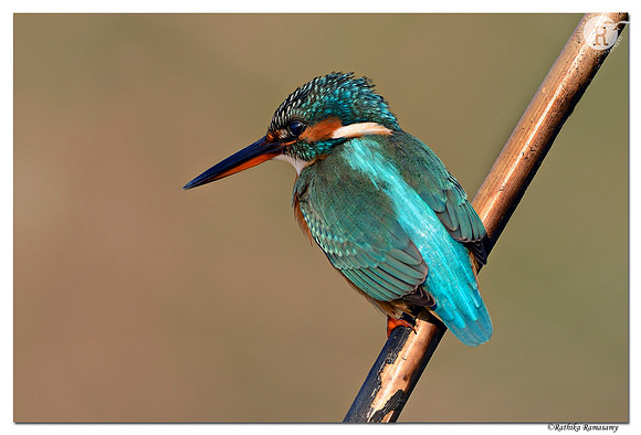 Common Kingfisher (Alcedo atthis) _D4R8518