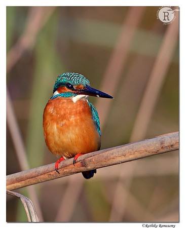 Common Kingfisher (Alcedo atthis) _D4R8535