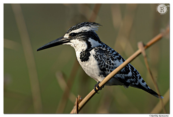 Pied Kingfisher (Ceryle rudis)_D4R8515