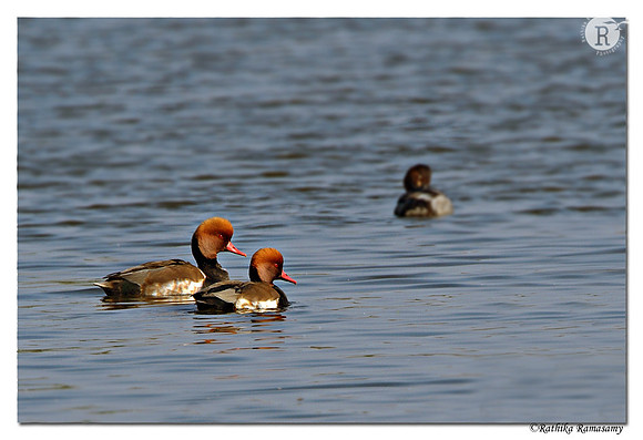 Red-crested Pochard (Netta rufina) _D4R8335