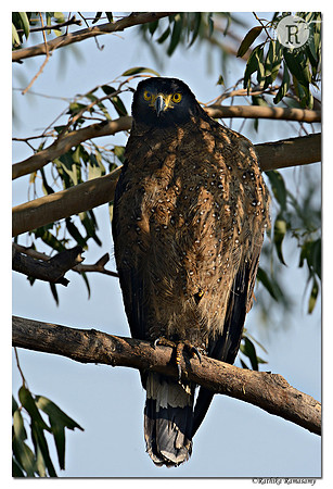Crested Serpent Eagle (Spilornis cheela) _D4R8151