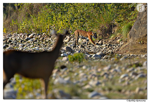 Sambars eye view_D4R2728