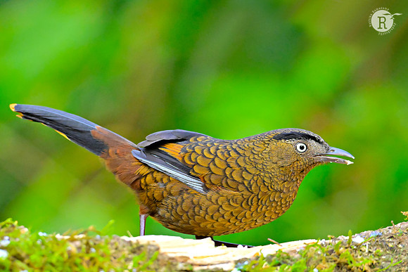 Blue-winged laughingthrush (Trochalopteron squamatum)_RAD9230