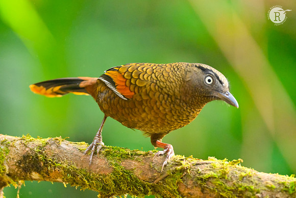 Blue-winged laughingthrush (Trochalopteron squamatum)_RAD0034