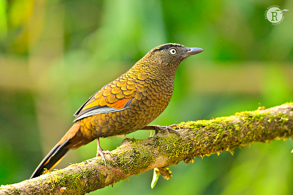 Blue-winged laughingthrush (Trochalopteron squamatum)_RAD0044