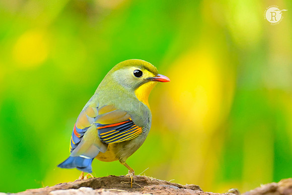 Red-billed leiothrix (Leiothrix lutea)_RAD9438