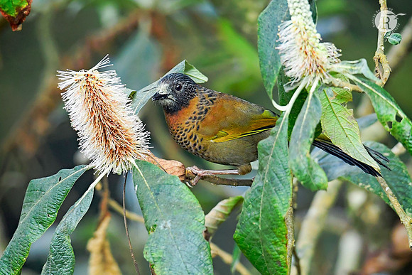 Chestnut-crowned Laughingthrush(Trochalopteron erythrocephalum)_DSC8865