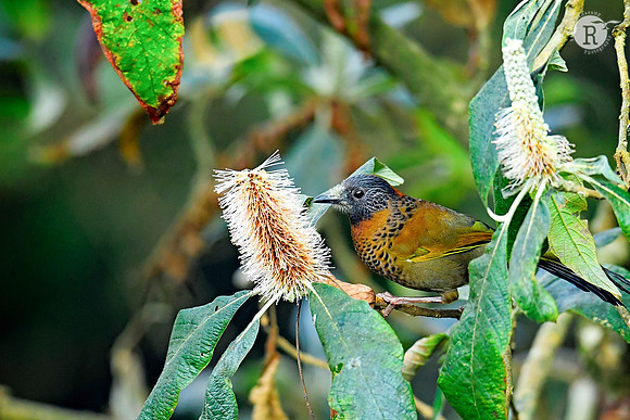 Chestnut-crowned Laughingthrush(Trochalopteron erythrocephalum)_DSC8864