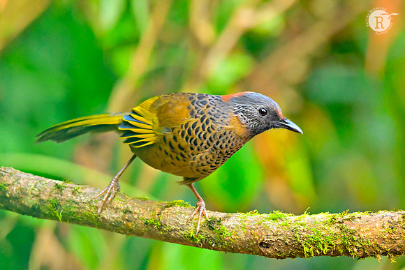 Chestnut-crowned Laughingthrush(Trochalopteron erythrocephalum)_RAD9270