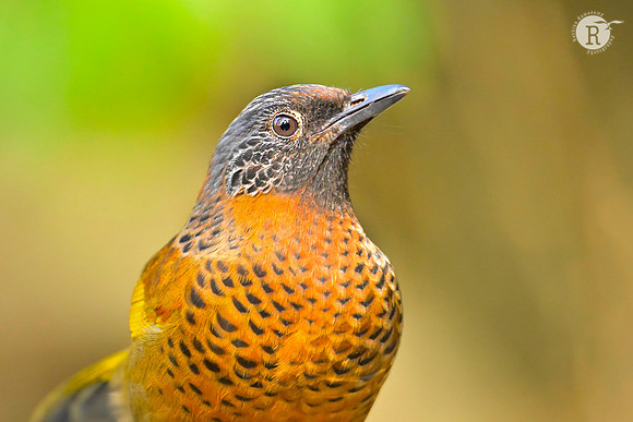 Chestnut-crowned Laughingthrush(Trochalopteron erythrocephalum)_RAD9483