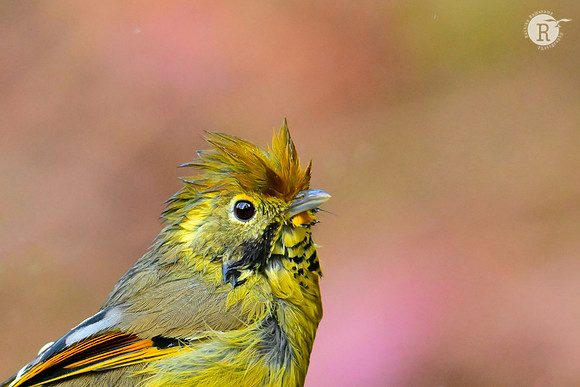 Chestnut-tailed Minla (Actinodura strigula)_RAD9181