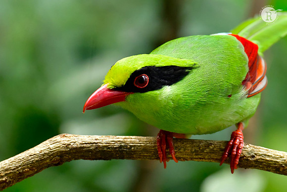 Common green magpie (Cissa chinensis)_DSC0340