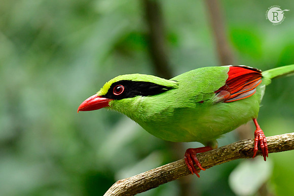 Common green magpie (Cissa chinensis)_DSC0336