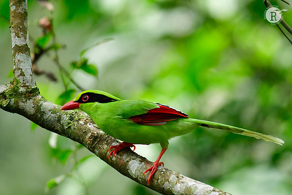 Common green magpie (Cissa chinensis)