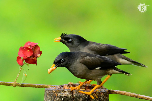 Common hill myna (Gracula religiosa)