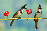 Western Ghat Birds