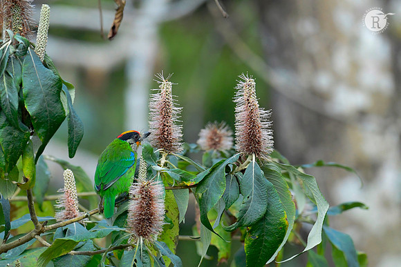 Golden-throated barbet (Psilopogon franklinii)_DSC8801