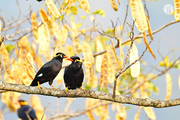Hill Myna_DSC1375
