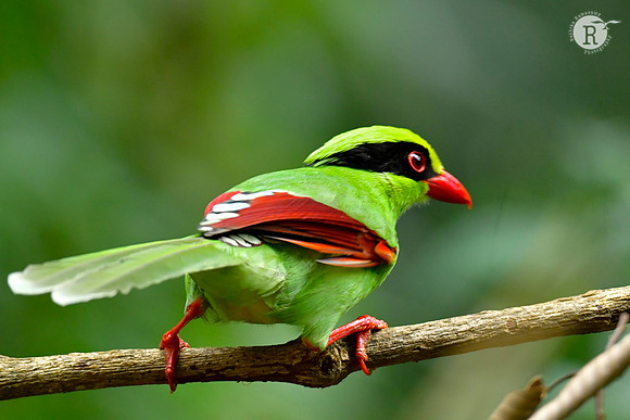 Green magpie_DSC0357