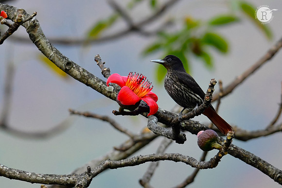 Maroon oriole (Oriolus traillii)_DSC1281