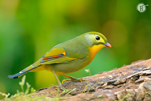 Red-billed leiothrix (Leiothrix lutea)_RAD9445