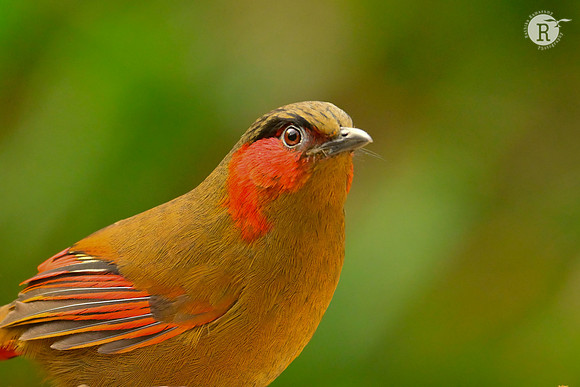 Red-faced liocichla (Liocichla phoenicea)_RAD0098