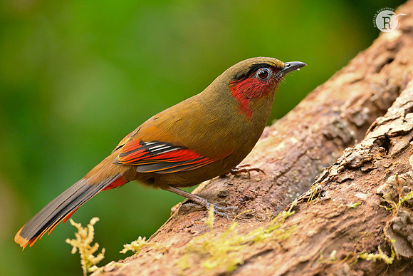 Red-faced liocichla (Liocichla phoenicea)_RAD0127