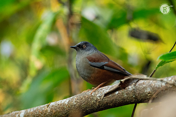 Maroon-backed accentor (Prunella immaculata)_DSC9012