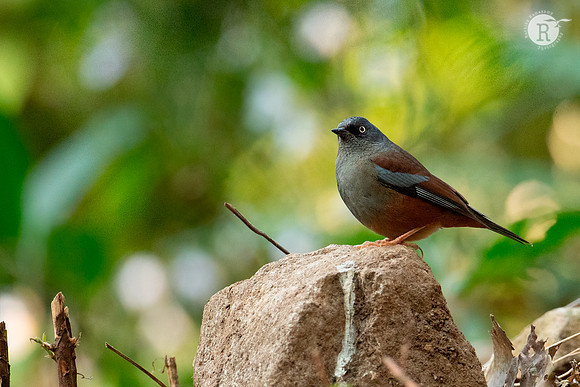 Maroon-backed accentor (Prunella immaculata)_DSC8988