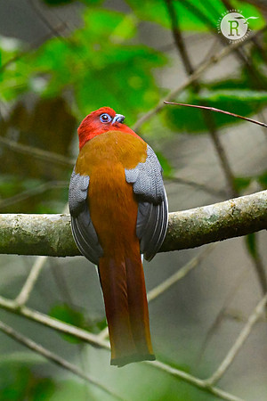 Red-headed Trogon (Harpactes erythrocephalus)_DSC0624