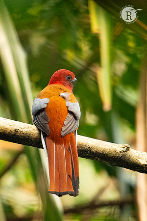 Red-headed Trogon (Harpactes erythrocephalus)_DSC0384