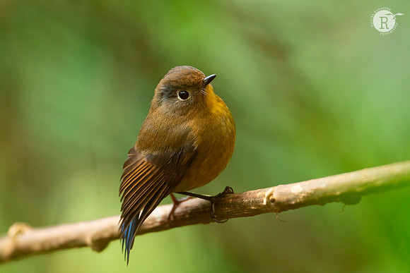 Rufous-breasted bush robin (Tarsiger hyperythrus)_DSC9523