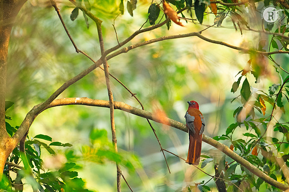 Red-headed Trogon (Harpactes erythrocephalus)_DSC0435