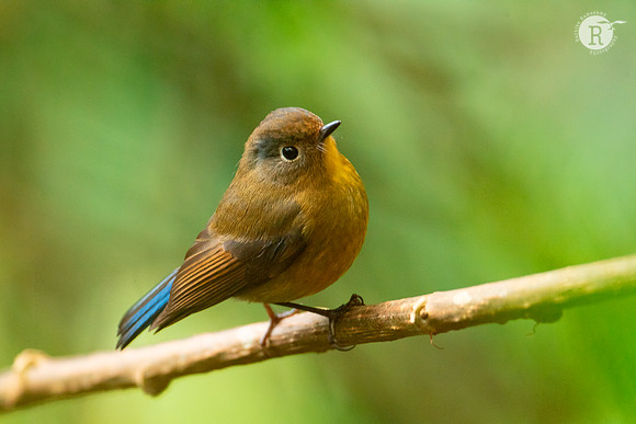 Rufous-breasted bush robin (Tarsiger hyperythrus)_DSC9525