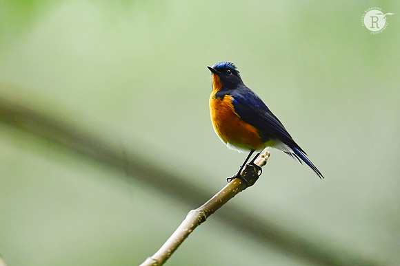 Rufous-breasted bush robin (Tarsiger hyperythrus)_DSC9564