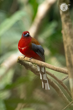 Red-headed Trogon (Harpactes erythrocephalus)_DSC0643