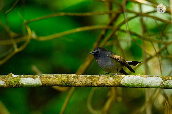 Rufous-gorgeted flycatcher (Ficedula strophiata)_DSC9345