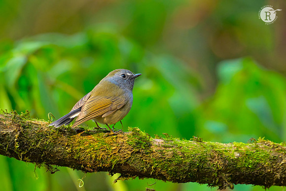 Rufous-gorgeted flycatcher (Ficedula strophiata)_RAD9284