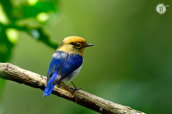 Sapphire flycatcher (Ficedula sapphira)_DSC0171