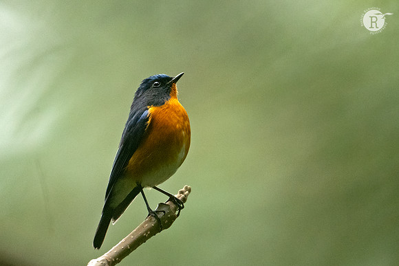 Rufous-breasted bush robin (Tarsiger hyperythrus)_DSC9573