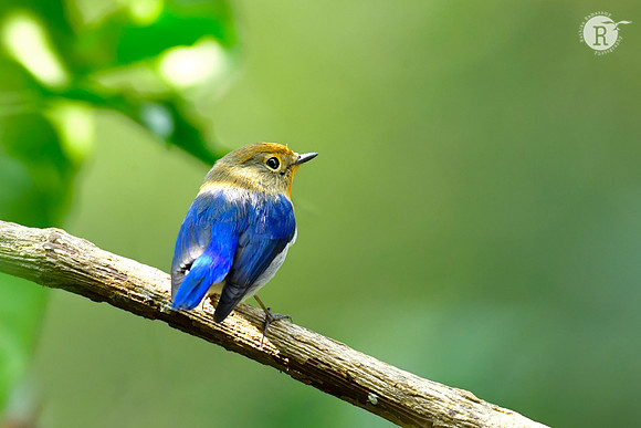 Sapphire flycatcher (Ficedula sapphira)_DSC0180