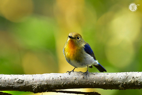 Sapphire flycatcher (Ficedula sapphira)_DSC0193