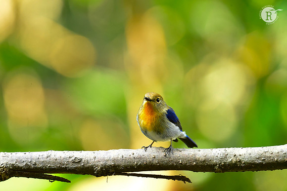 Sapphire flycatcher (Ficedula sapphira)_DSC0191