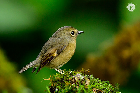 Snowy-browed Flycatcher(Ficedula hyperythra)_DSC0701