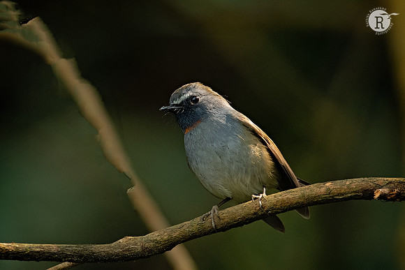 Rufous-gorgeted flycatcher (Ficedula strophiata)_DSC9350-2