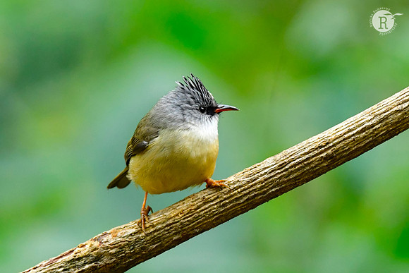 Black-chinned yuhina (Yuhina nigrimenta)_DSC0293