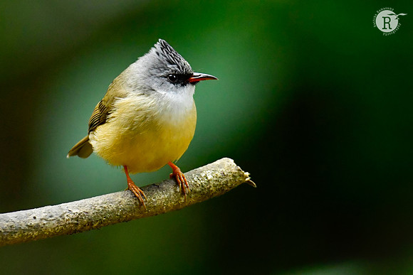 Black-chinned yuhina (Yuhina nigrimenta)_DSC0312