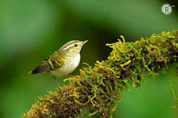 Buff-barred warbler (Phylloscopus pulcher)_DSC0753